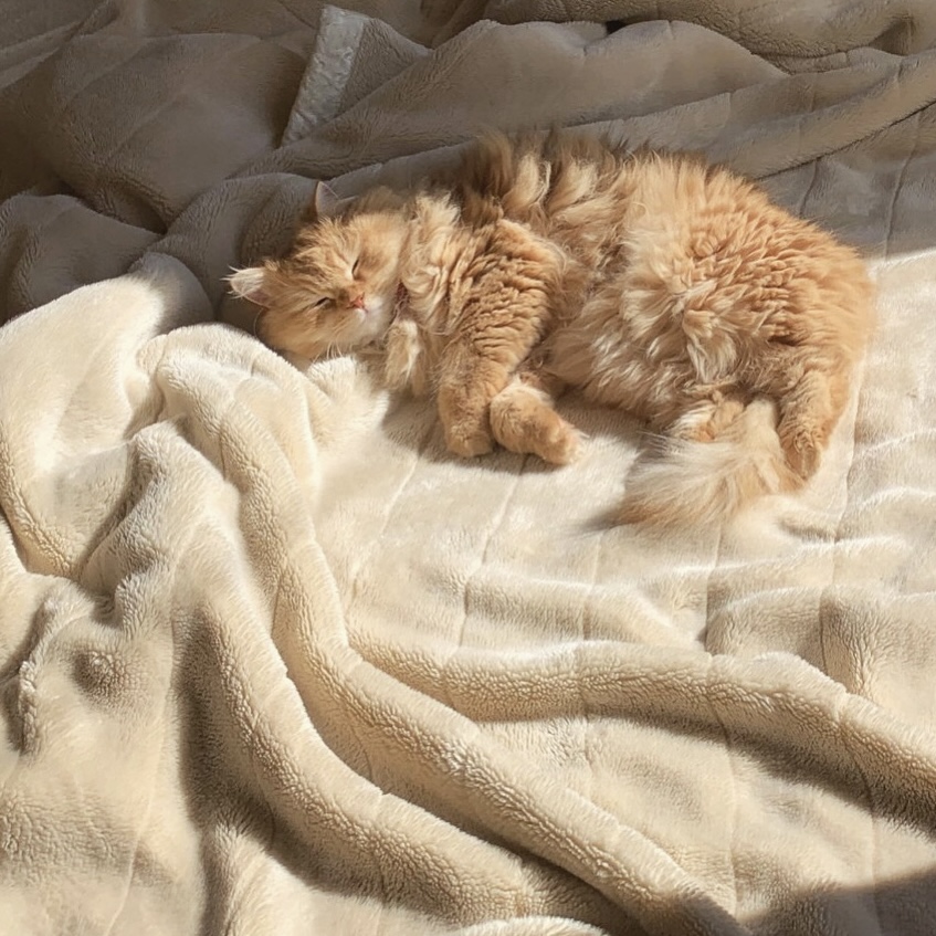 猫のぽぽ